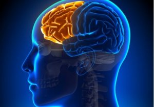 Dysexekutivt syndrom: då frontalloben fallerar