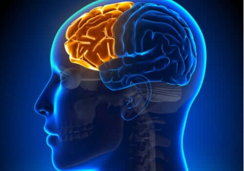 Dysexekutivt syndrom: då frontalloben fallerar