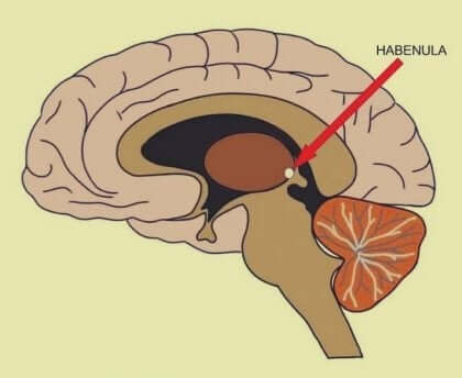 Schematisk bild av hjärnan.