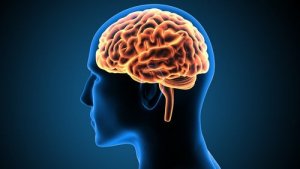 Victor Leborgnes hjärna – ett fall för neurovetenskapen