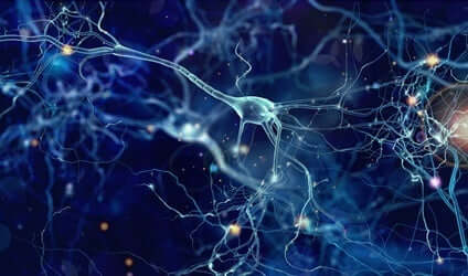 Nervcellerna i hjärnan