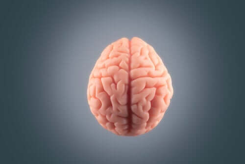 Hjärna mot grå bakgrund.
