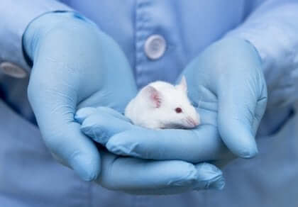 I råttparksexperimentet studerade man råttor i mer naturlig livsmiljö