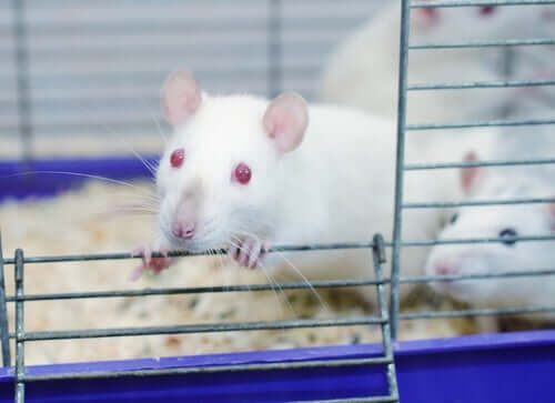 Vad vi lärde oss av råttparksexperimentet