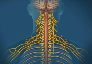 Somatiska nervsystemet: egenskaper och funktioner