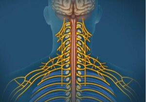 Somatiska nervsystemet: egenskaper och funktioner