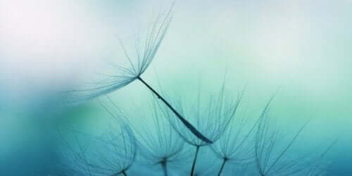 Frön från maskrosor