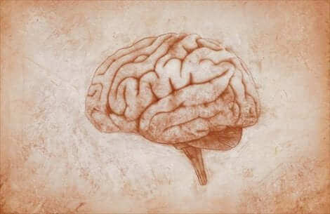 Bild av hjärnan