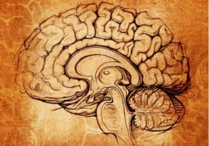 Nucleus lentiformis: centra för inlärning och motivation