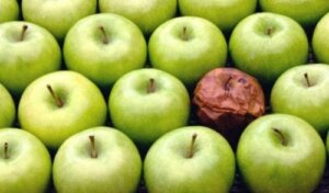 Teorin om det ruttna äpplet på arbetsplatsen