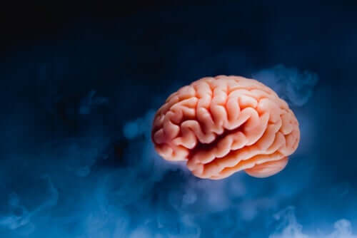 Lär dig om anatomin hos encefalon – hjärnan