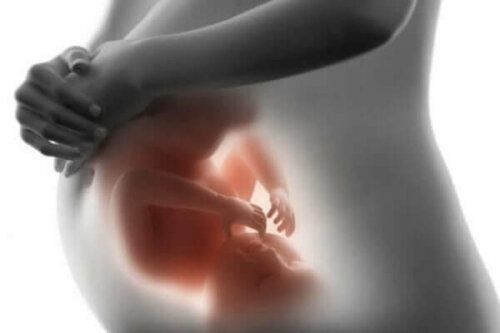 Ett foster i livmodern.