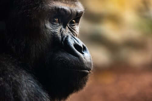 Tre häpnadsväckande dödsritualer bland gorillor