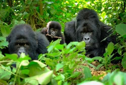 Forskare har upptöckt dödsritualer bland gorillor
