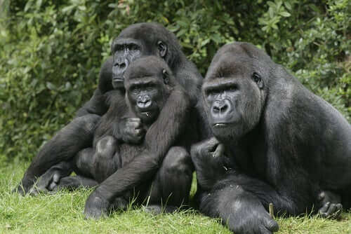 Gorillor har känslor som liknar människans