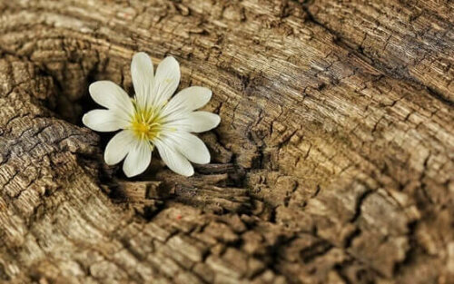 En blomma i en stubbe, ett tecken på elasticitet under coronaviruskrisen.