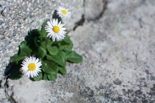 Blommor som representerar hopp i kriser
