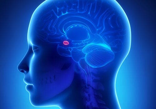 Amygdala och ångest: Vad är kopplingen?