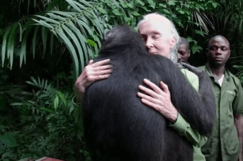 Hur Jane Goodall blev en världskänd expert och aktivist
