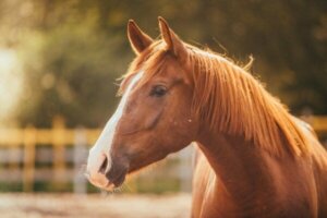 Hippofobi, den irrationella rädslan för hästar