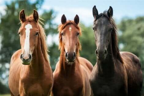Tre hästar