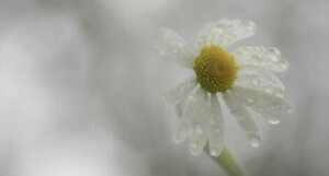 Motgångar i livet gör dig inte alltid mer motståndskraftig