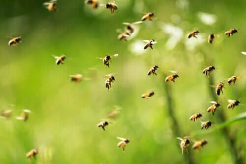Många bin som flyger
