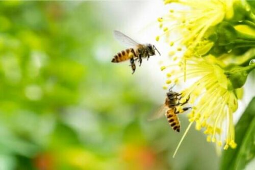 Symtom för apifobi, en extrem rädsla för bin