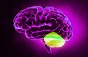 Lillhjärnan och divergent tänkande