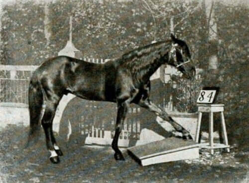 Kloke Hans arbetar