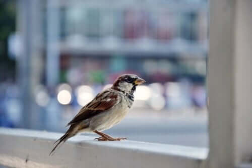 En liten fågel på ett räcke i storstadsmiljö
