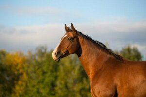 Kloke Hans, hästen som kunde matte