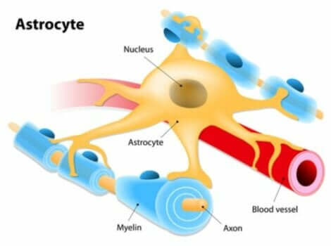 En illustration av astrocyter