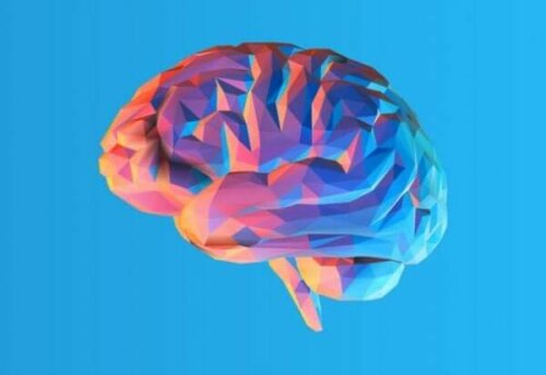 Varför har hjärnan veck och vad är nyttan med det?