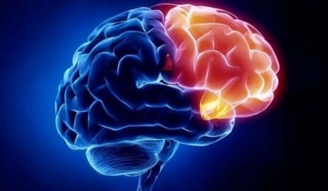 Ett foto av en hjärna som visar dess skuldområde i rött