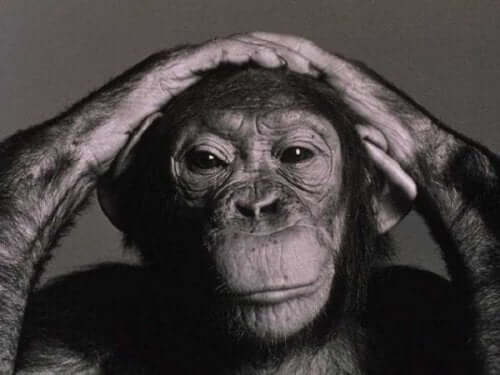 En schimpans med händerna på huvudet