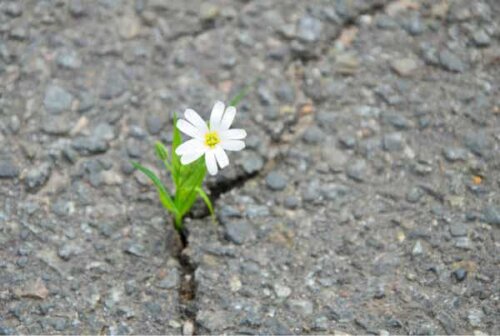 En blomma som växer genom en spricka i asfalten