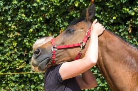Hästunderstödd terapi kan fylla många människors emotionella behov