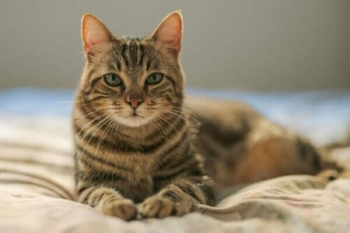 En katt på en säng