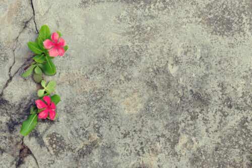 Blommor växer i en spricka i betongen