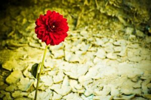 Motståndskraftiga personligheter, starka personligheter