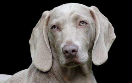 Visst har du märkt att djur har personligheter?