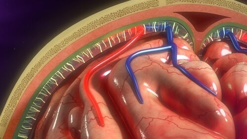 Hjärnhinnorna: egenskaper och funktioner