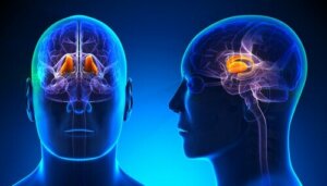 Talamus: egenskaper och funktioner