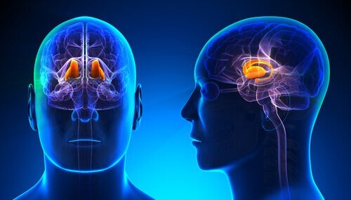 Talamus: egenskaper och funktioner