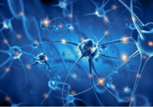 Psykobiologi: Att studera hjärnan och beteendet