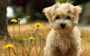 Hundar dör inte, de somnar i våra hjärtan