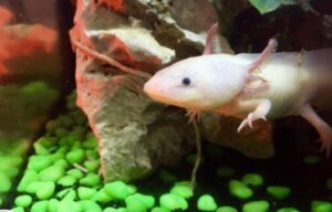 Mayalegenden om axolotlen
