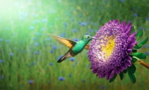 Mayalegenden om kolibrin, gudarnas budbärare