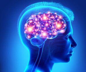 Prefrontala cortex och dess roll hos tonåringar